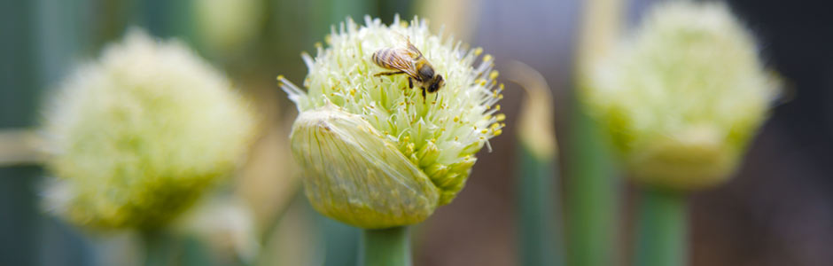 Natuurgidsen Provincie Antwerpen